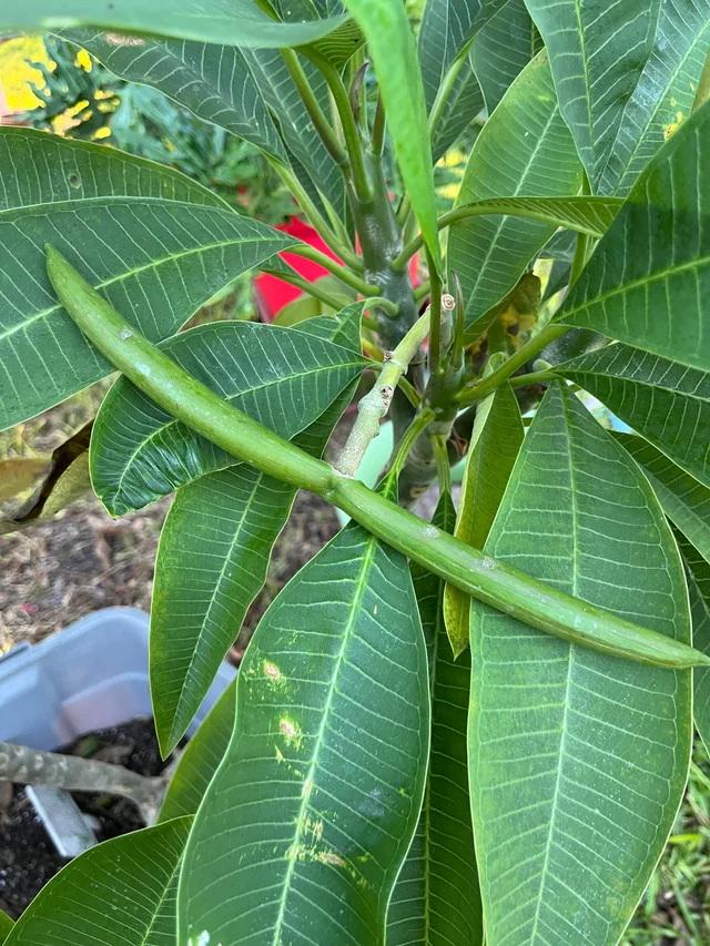 5 СЕМЯН ПЛЮМЕРИИ - ФРАНЖИПАНИ - помелия разновидности "Микс цветов" - СВЕЖИЕ СЕМЕНА