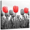 Canvas Print Red Tulip In the Meadow