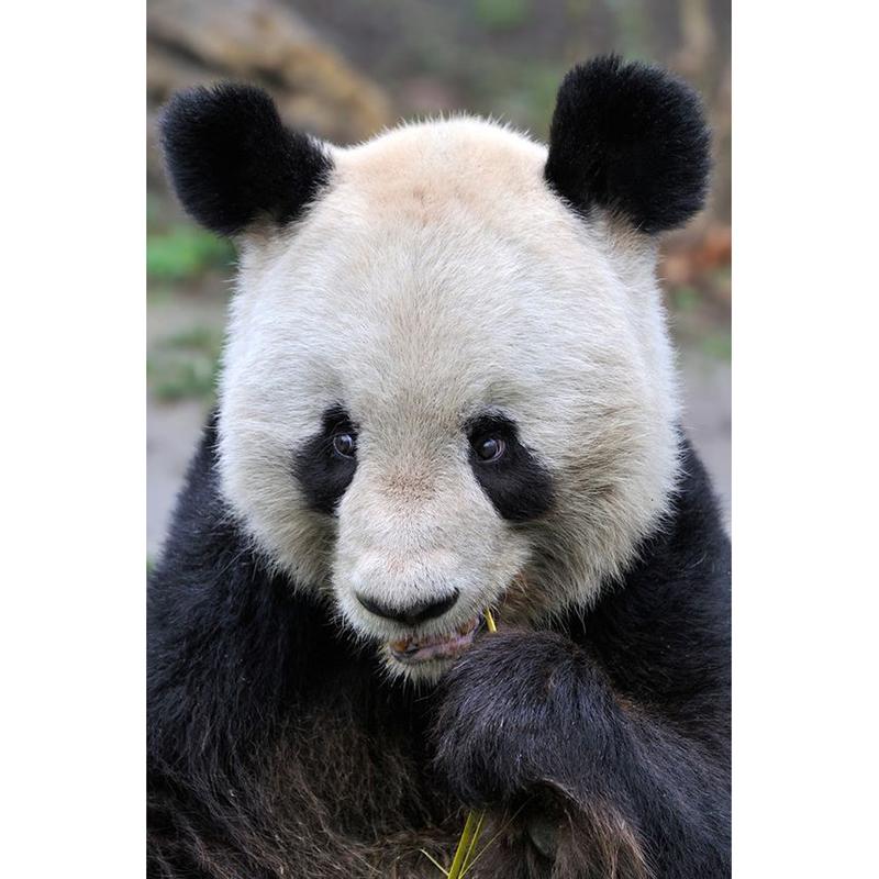 DIY Панда 5D алмазная живопись полная круглая дрель животное Алмазная вышивка крестиком мозаичные наборы настенное искусство домашний декор подарок