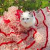 Luxury Dog Cake Puff Dress,Elegant Dot Dresses for Dogs,Detachable Long Tailing Design,Handmade Puppy Outfit-Flamingo Red Color