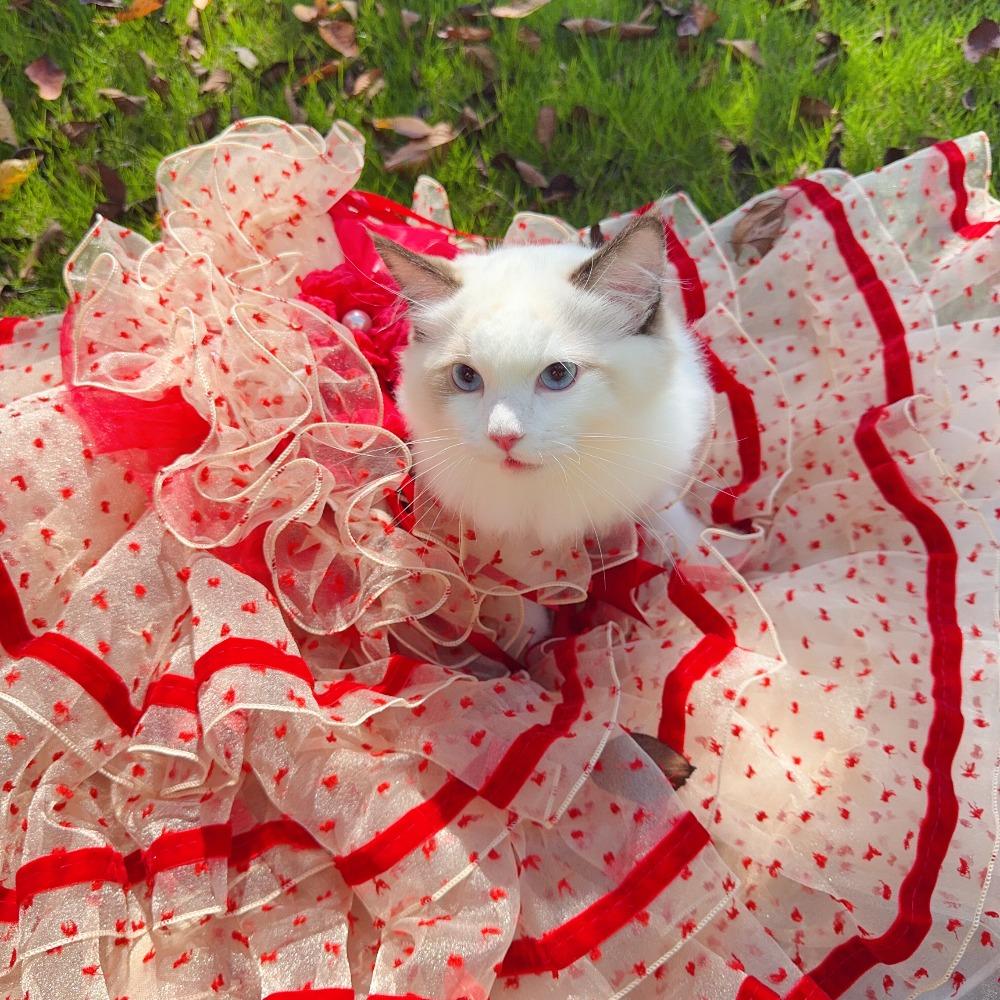 Luxury Dog Cake Puff Dress,Elegant Dot Dresses for Dogs,Detachable Long Tailing Design,Handmade Puppy Outfit-Flamingo Red Color