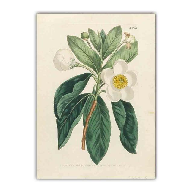 Скандинавское ретро-искусство картина на холсте с изображением растений эволюция цветов Популярная наука Плакат гостиная коридор украшение дома фреска без рамки