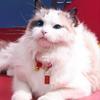 Adjustable Braided Cat Collar Chinese Style Puppy Collar Creative Pet Bell Necklace  Photo Props