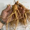 Женьшень свежий женьшень Geumsan оптом Ilbeongji зеленый лук дикий бальзам 500 г 1 шт
