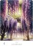 Floral Wisdom Oracle Cards | Cancer Ami | 48 Cards with Japanese Commentary [Authentic]