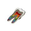 Dental Gift Badge Metal Tooth Type Shape Molar Brooch Badge Pin Adornment