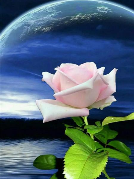 5D DIY Алмазная картина Новый цветок Роза Стразы Алмазная вышивка Распродажа Пейзаж Приморская мозаика Домашний декор