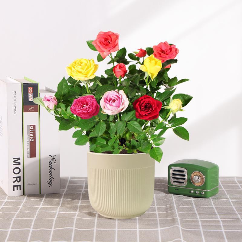 Indoor Potted Rose Tree Seedling - Year-Round Blooms, Easy-Care, Fresh Flowers for Desktop