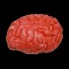 Halloween Horror Bloody Fake Brain Heart Props Lifelike Simulation Human Organ Decorations For Spooky Home Party Decorations