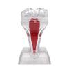 With Base Dental Anatomical Structure Tooth Disintegration Ornaments  Practice Studying Tool
