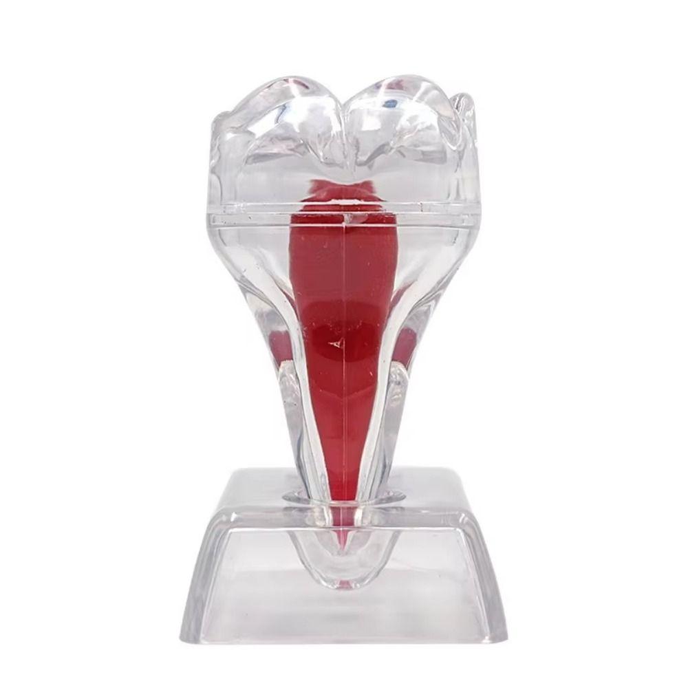 With Base Dental Anatomical Structure Tooth Disintegration Ornaments Practice Studying Tool