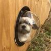 1/2PC Dog Porthole Round Transparent For Fence Pets Peeping Durable Dome Acrylic Plate Glass Window Cat Nest DIY Accessories