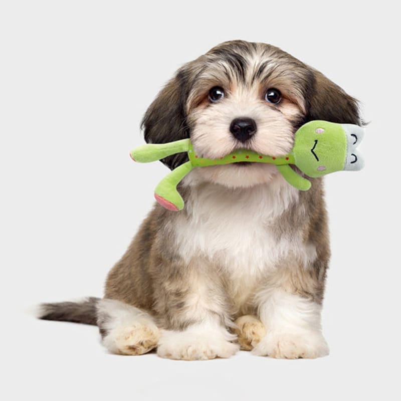 [Питомец] Милое плюшевое животное