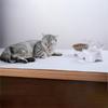 Домашнее животное, кошка, собака, наклоненная пасть, двойная чаша для питьевой воды, защищающая шейный позвонок