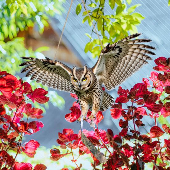 Подвесная Поддельная Сова 2D Плоский Чучело Совы со Светоотражающей Лентой Украшение Орла с Колокольчиком для Отпугивания Голубей