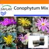 Garden in the Bag - Цветущие камни / Conophytum Mix - 40 семян - С субстратом в подходящем стоячем пакете - Conophytum Mix