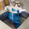Mermaid Cat Halloween Costumes Sparkly Cosplay Dog Clothes Outfit for Small Kitten Birthday Party Dressing Up Pet Costumes   Cos