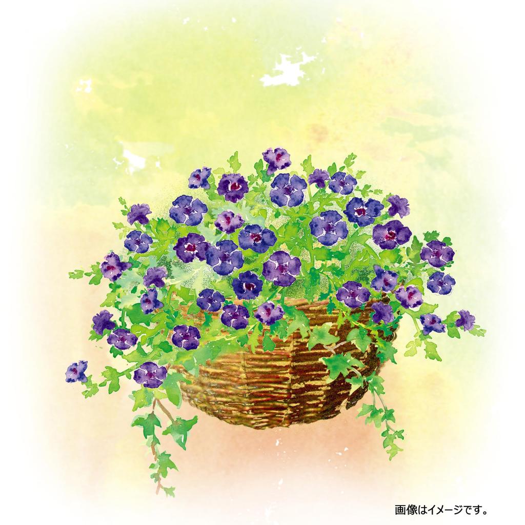 Takasho Садовая корзина Ротанговая настенная корзина L Кашпо Стильное кашпо Натуральная ива G-story Настенная GSTR-FG17