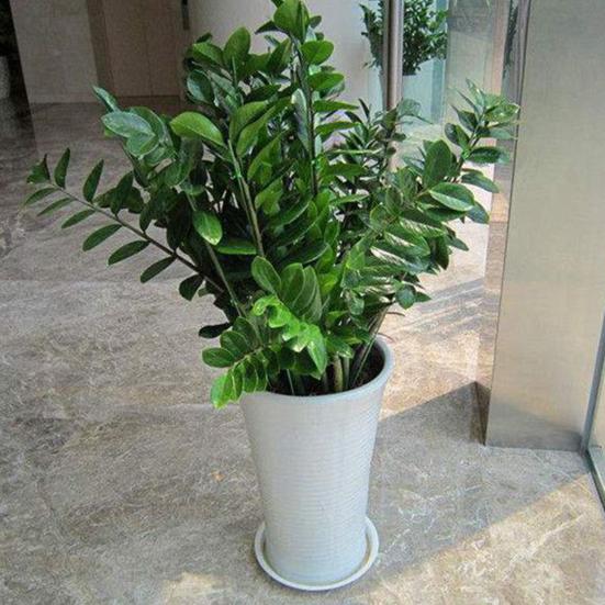 Гибкие опорные колья для растений с одним стеблем, высокопрочные, простые в использовании, защита от ветра, колья для уличных растений в помещении