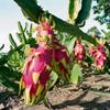 60 Pitaya Dragon Fruit Seeds - Garden Cactus - Reproducible Peasant Seeds - SemiSauvage