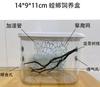 Hymenopus Coronatus Breeding Box Stick Insect Grasshopper Reptile Ecological Box Insect Cage Chirping Pet