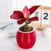 Automatic Water-Absorbing Self-Watering Plant Pots Transparent Lazy Plant Pots Desktop Flower Pot