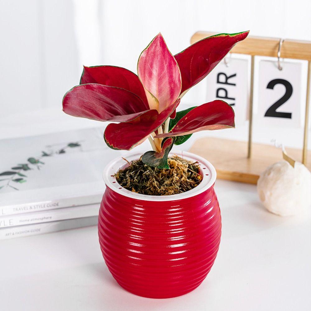 Automatic Water-Absorbing Self-Watering Plant Pots Transparent Lazy Plant Pots Desktop Flower Pot