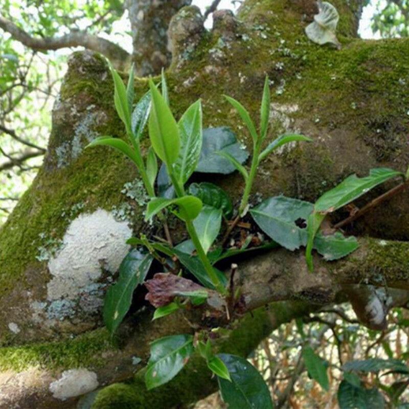 357 г Пуэр сырой чайный торт 2015 года Старый Баньчжан Пуэр Зеленый чай Высококлассный чай из старого дерева