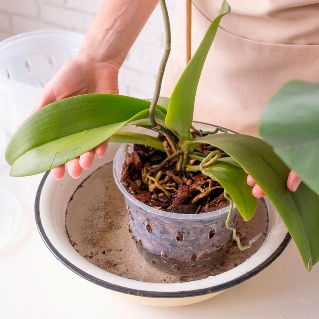 5Pcs Orchid Pot for Repotting 4/5/6 Inch Transparent Slotted Orchid Pots with Holes and Saucers Orchid Flower Plant Repotting