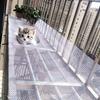 Durable Cat Balcony Safety Net, Plastic Mesh Guardrail for Pet Protection, Prevents Falls & Ensures Safe Resting Spaces for Cat