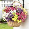 4 PCS Artificial Morning Glory Flowers 36cm UV Resistant Plastic Outdoor Decoration Set White Purple Yellow Pink
