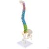 45cm Scientific Spine Model, Life Size Human Vertebral Column with Femurs Pelvis Model On Stand