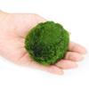 Водоросль для аквариума круглая живая.