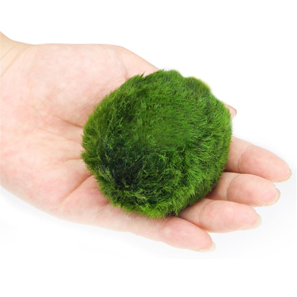 Водоросль для аквариума круглая живая.