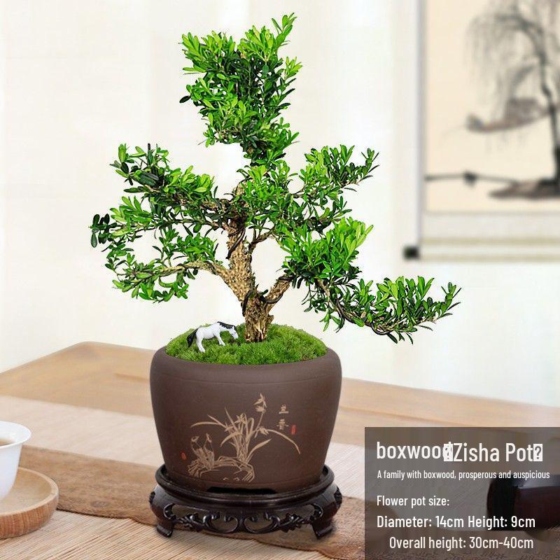 Boxwood Bonsai: Indoor Sparrow Tongue with Wrinkled Bark and Small Leaves – Easy-Care Green Plant for Living Room.