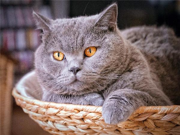 5d Diy Алмазная картина Новая коллекция Кошка Вышивка Мозаика Русская Голубая Животное Квадрат/круглый Домашний Декор