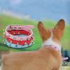Colorful Cat Dog Collar Leather Pet Neck Strap Comfortable Pet Spiked Studded Collars  Cats