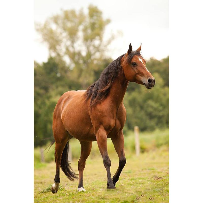 Лошадь DIY 5D алмазная живопись полная круглая дрель животное Алмазная вышивка крестиком мозаичные наборы Смола стены книги по искусству домашний декор