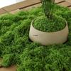 Бионический мох: Искусственные микроландшафтные украшения для газона, бонсай и мощения.