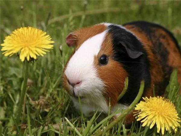 5d Алмазная картина Новые поступления Морская свинка Вышивка крестиком Домашняя крыса Мозаика Мышь Домашний декор