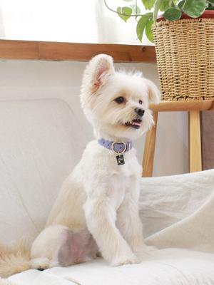 Собаки – Ошейники и поводки для собак