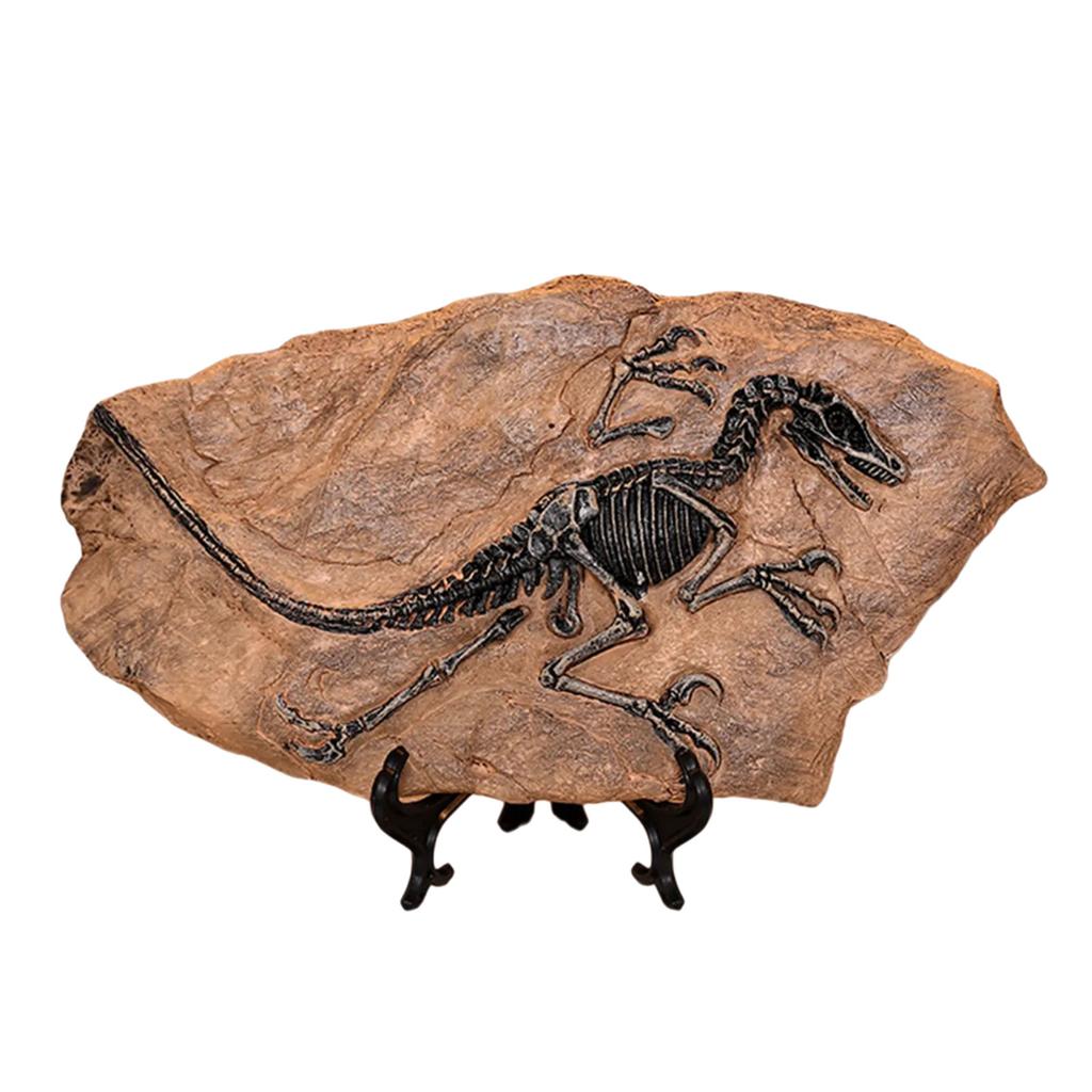Handcrafts Dinosaur Fossils Model Simulated Dinosaur Skeleton Resins Statue Figurine for Home Decors and Educational Use