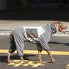 Зимний теплый комбинезон для больших собак, крупных пород, 4-лапый комбинезон с дизайном воротника-черепахи, Пальто для больших собак Хаски, 6XL Сохраняет тепло