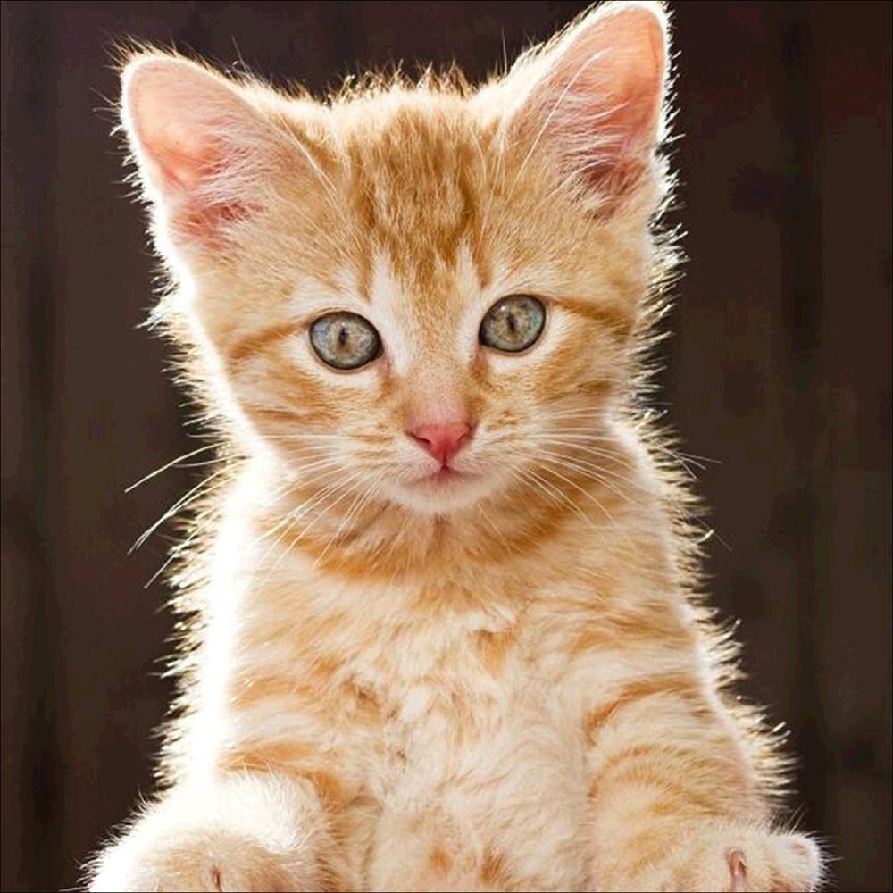 Diy Diamond Painting Landscape Bonsai Tree Animal Tiger 5D Diamond Embroidery Rhinestone Cross Stitch Home Decoration Gift