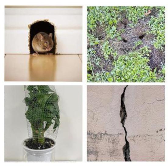 Сетка из нержавеющей стали с двойным слоем, сетка-ловушка для борьбы с грызунами, барьер от слизней и улиток для курятника в саду