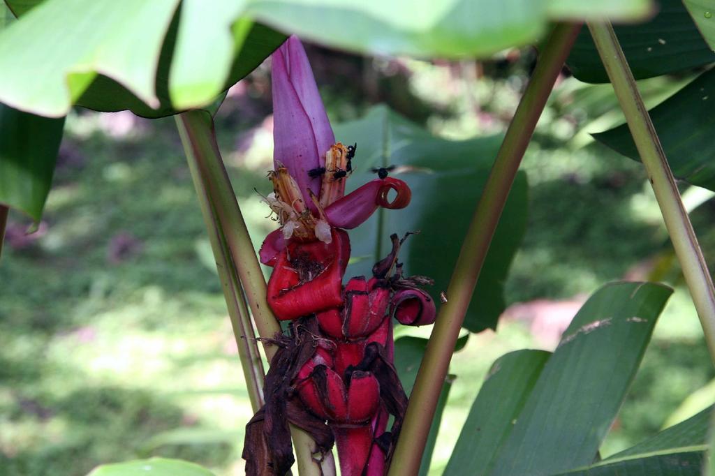 SAFLAX Подарочный набор - Банан Pink Velvet - 8 семян - С подарочной коробкой, карточкой, этикеткой и субстратом для горшков - Musa velutina