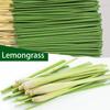 45 Min Burn Citronella Incense Sticks Lemongrass Scent Air Purifying for Camping Patio Holiday Decor Halloween Christmas Easter