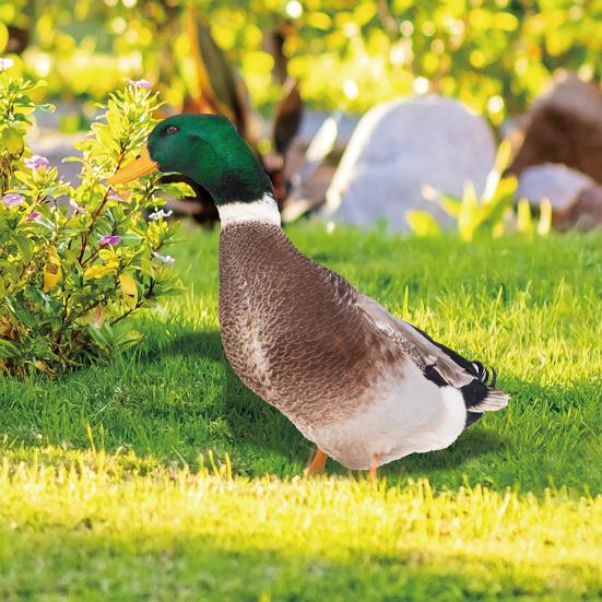 Декор Утка Реалистичная Живая Декоративная Двусторонняя Печать Рустикальная Акриловая Садовая Статуэтка Домашней Птицы для Двора