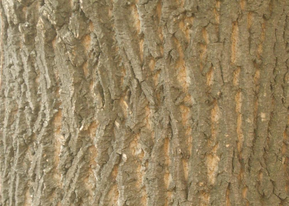 SAFLAX Тюльпановое дерево - 20 семян - Liriodendron tulipifera