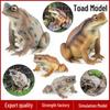 Детская игрушка-имитация рептилии: Жабы и лягушки для познавательных игр и подарков